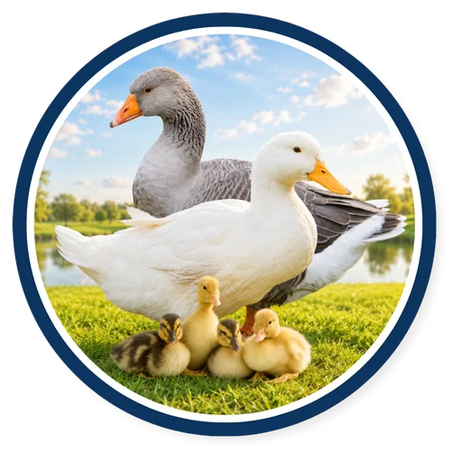 Duck Feed
