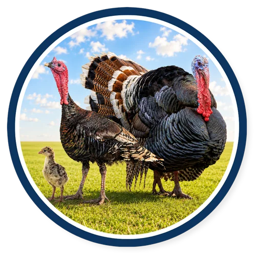 Turkey Feed